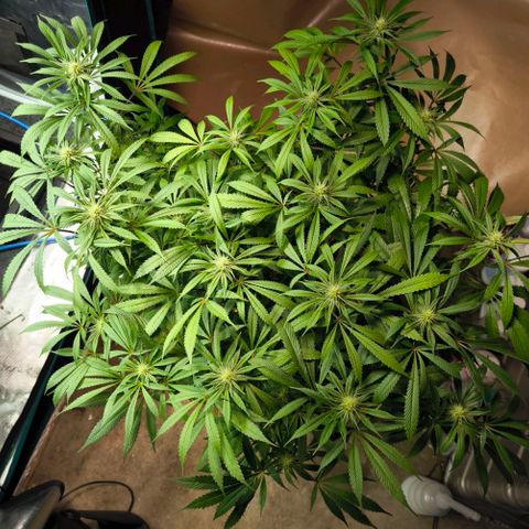 BC growlog timeline photo