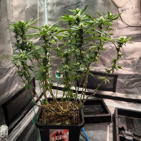BC growlog timeline photo