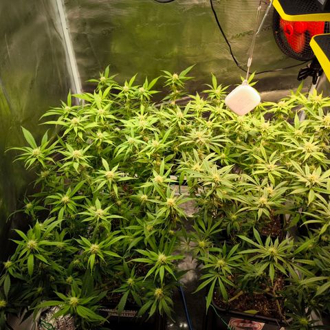 BC growlog timeline photo