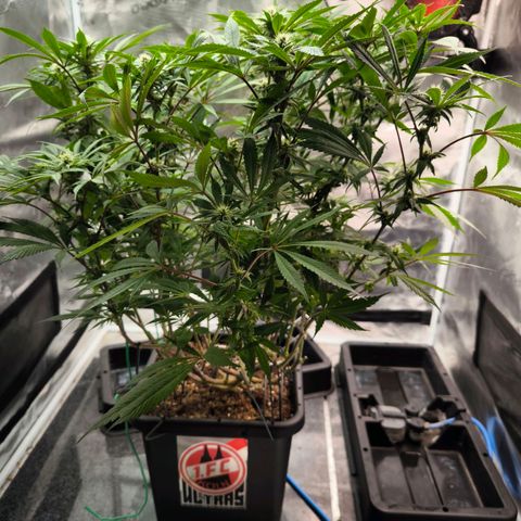 BC growlog timeline photo