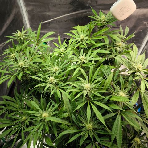 BC growlog timeline photo