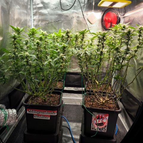 BC growlog timeline photo