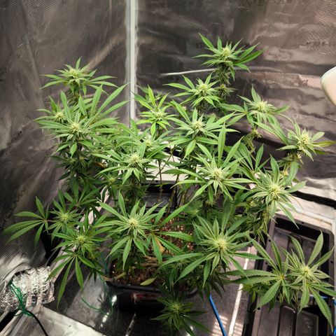 BC growlog timeline photo