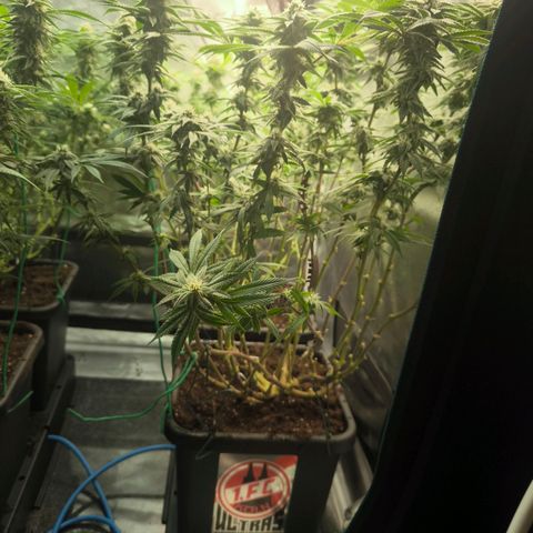 BC growlog timeline photo