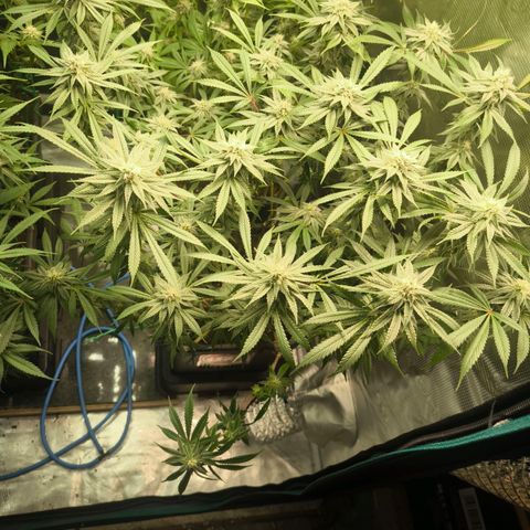 BC growlog timeline photo