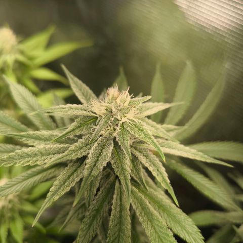 BC growlog timeline photo