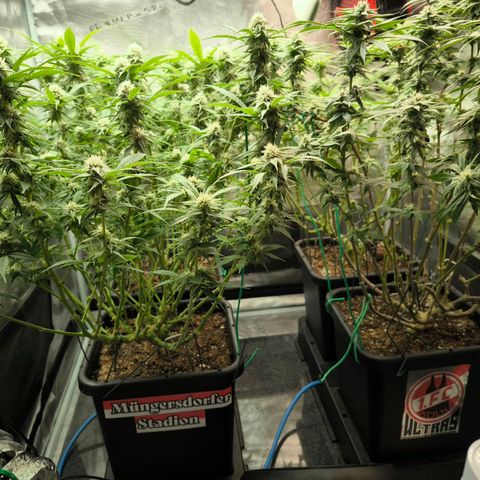 BC growlog timeline photo