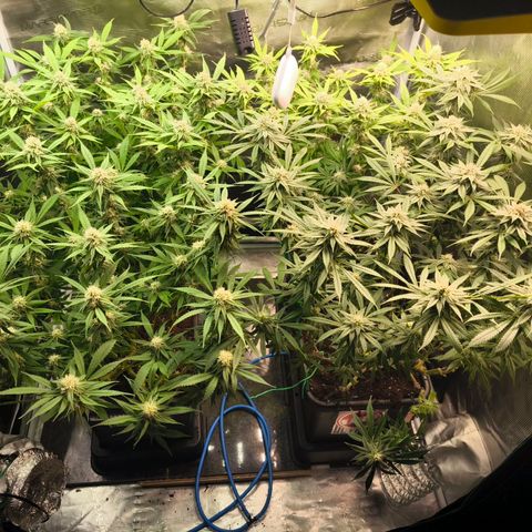 BC growlog timeline photo