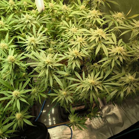 BC growlog timeline photo