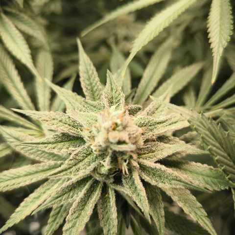 BC growlog timeline photo