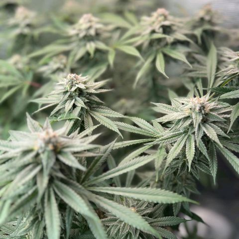BC growlog timeline photo