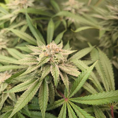BC growlog timeline photo