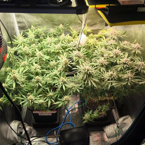 BC growlog timeline photo