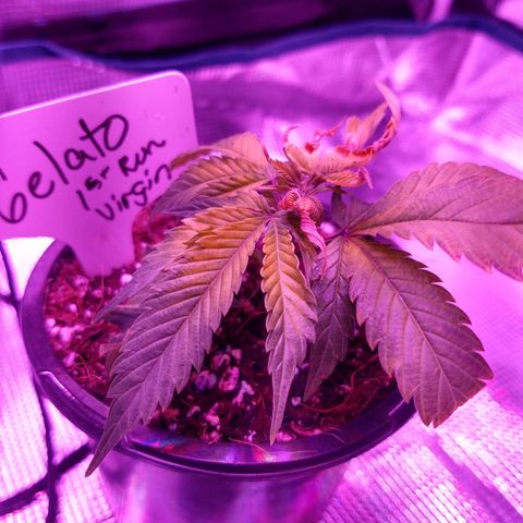 Gelato - 1st Virgin growlog timeline photo