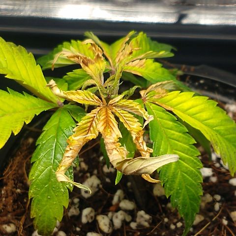 Gelato - 1st Virgin growlog photo: Humidity issue and fan died so temp jacknifed up and humidity dropped w the tent open. Fixed by raising light and closing tent. 