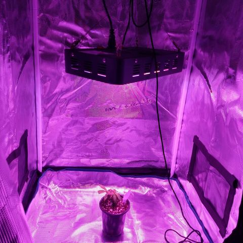 Gelato - 1st Virgin growlog photo: Humidity issue and fan died so temp jacknifed up and humidity dropped w the tent open. Fixed by raising light and closing tent. 