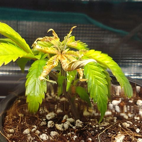 Gelato - 1st Virgin growlog timeline photo