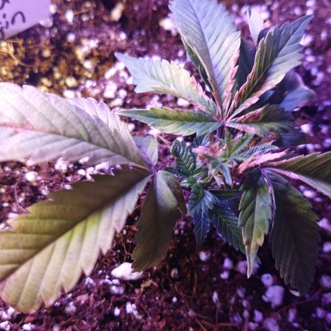 Gelato - 1st Virgin growlog photo: Day after watering and moving to a bigger pot. 