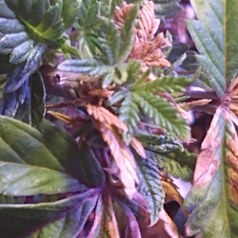 Gelato - 1st Virgin growlog photo: Day after watering and moving to a bigger pot. 