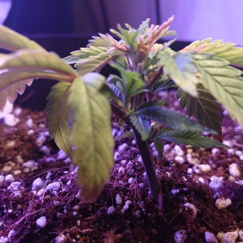Gelato - 1st Virgin growlog photo: Day after watering and moving to a bigger pot. 