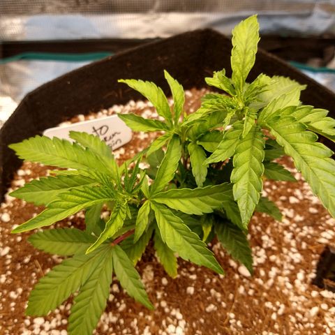 Gelato - 1st Virgin growlog timeline photo