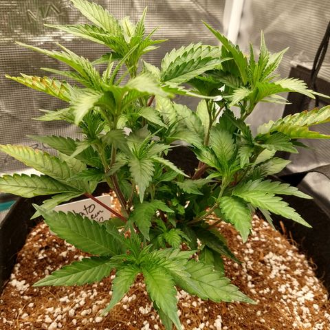 Gelato - 1st Virgin growlog timeline photo