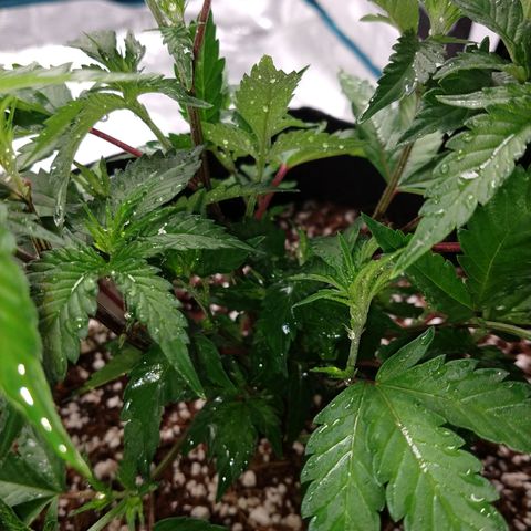 Gelato - 1st Virgin growlog timeline photo