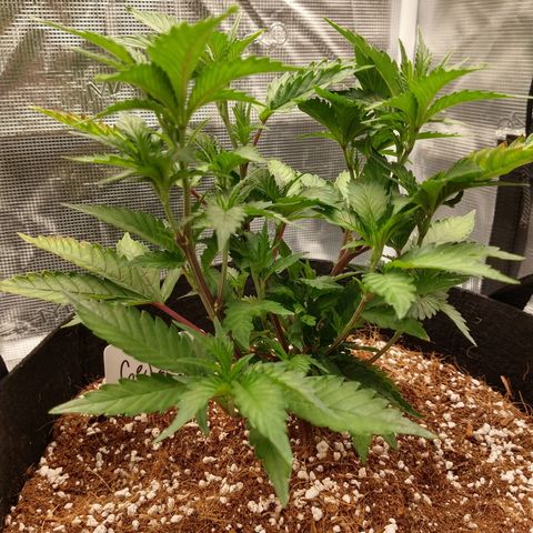 Gelato - 1st Virgin growlog timeline photo