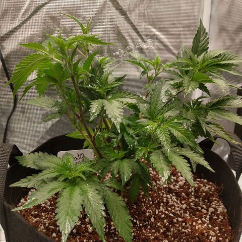 Gelato - 1st Virgin growlog timeline photo