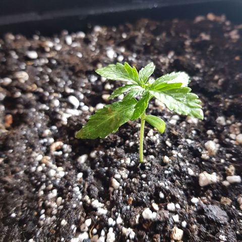 OG kush growlog timeline photo