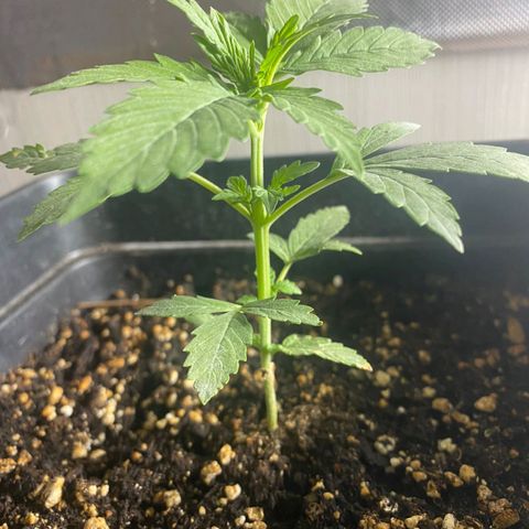 OG kush growlog timeline photo
