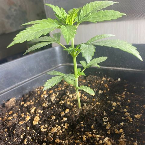 OG kush growlog timeline photo