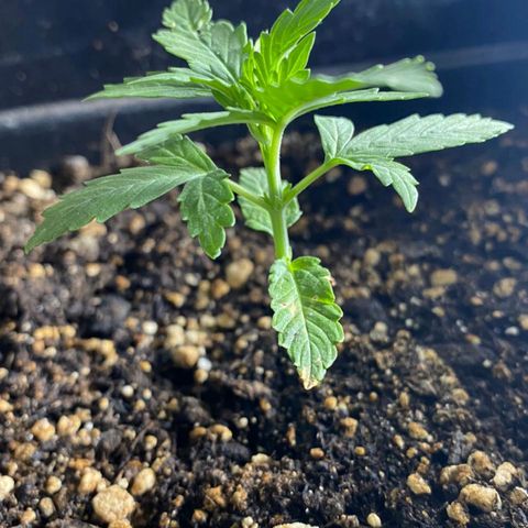 OG kush growlog timeline photo