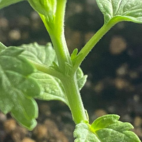OG kush growlog timeline photo