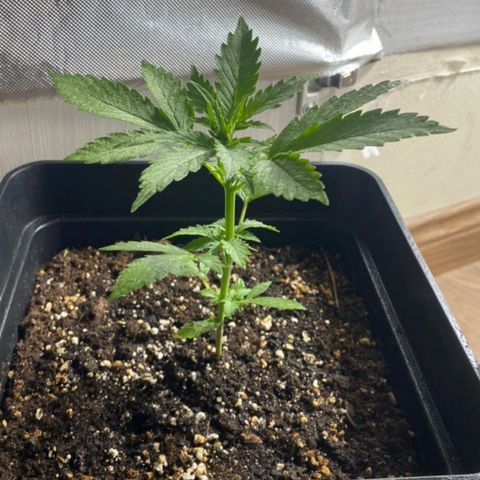 OG kush growlog timeline photo