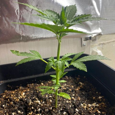 OG kush growlog timeline photo