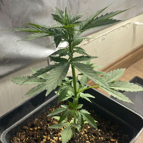 OG kush growlog timeline photo
