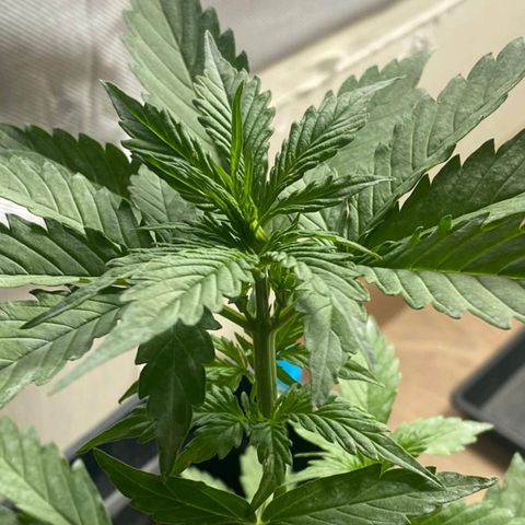 OG kush growlog timeline photo