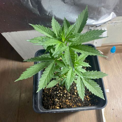 OG kush growlog timeline photo