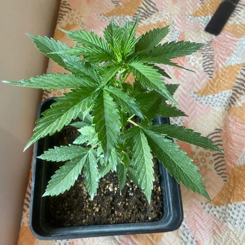 OG kush growlog timeline photo