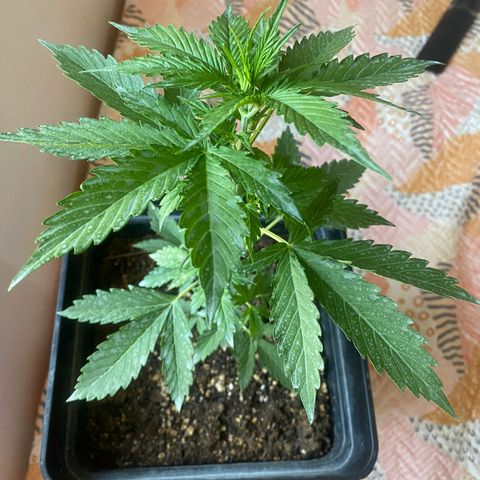 OG kush growlog timeline photo