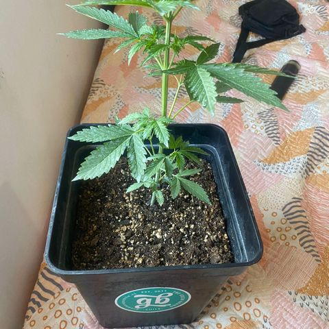 OG kush growlog timeline photo