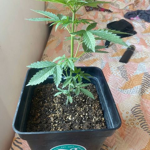 OG kush growlog timeline photo