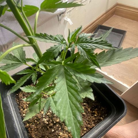 OG kush growlog timeline photo