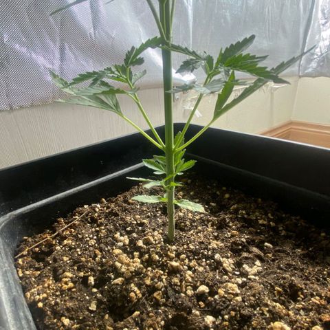 OG kush growlog timeline photo