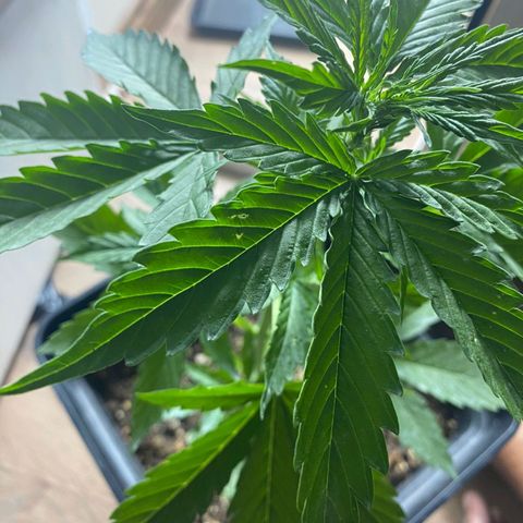 OG kush growlog timeline photo