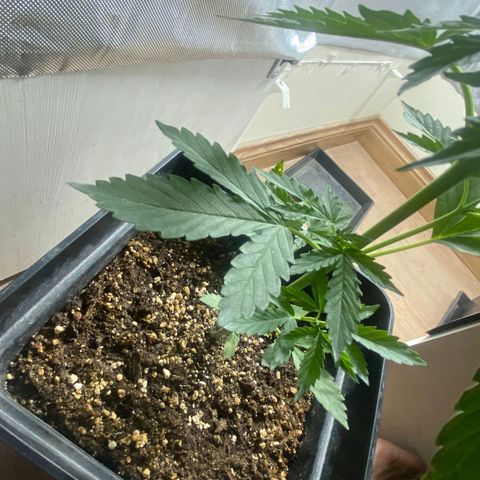 OG kush growlog timeline photo