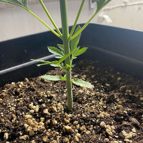 OG kush growlog timeline photo