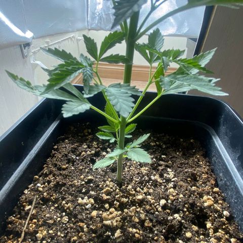 OG kush growlog timeline photo