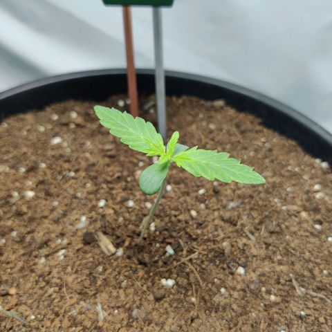 Smokey Joe Mark II growlog timeline photo